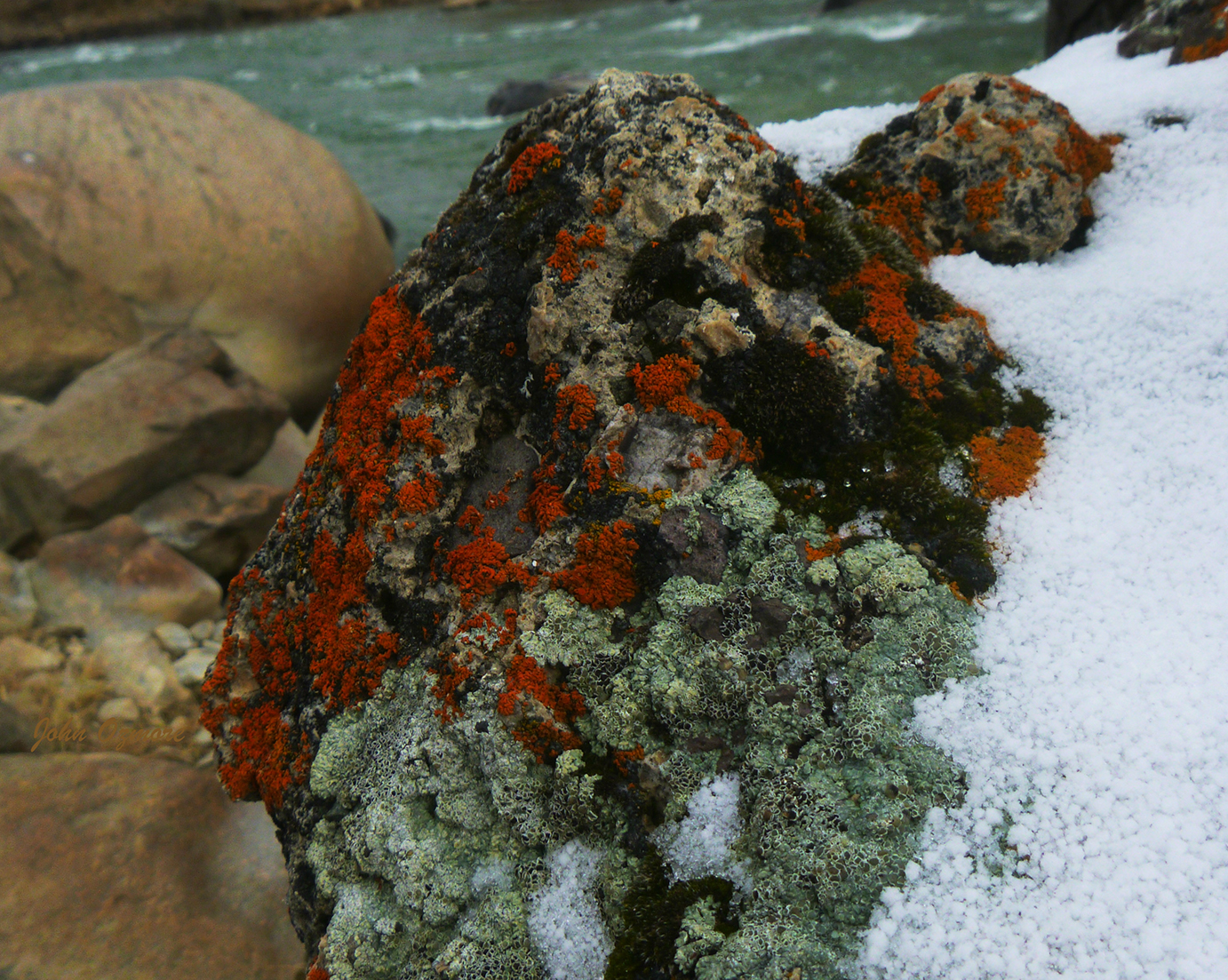 Bright Orange and Green Lichen on Yellowstone River